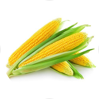 Maize