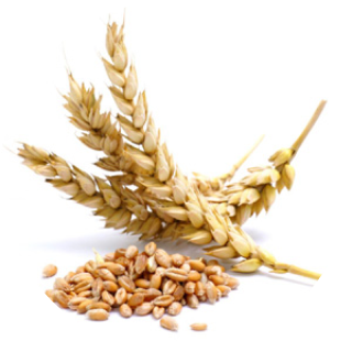 Wheat