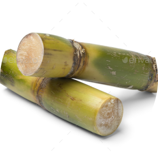 Sugarcane